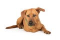 Labrador Rhodesian Ridgeback Dog Lying Down Royalty Free Stock Photo