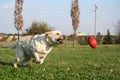 Labrador Running The Ball