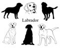 Labrador set. Collection of pedigree dogs. Black white labrador dog illustration. Vector drawing of a pet. Tattoo. Royalty Free Stock Photo