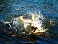 Labrador is shaken in the water