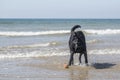 Labrador shaking in the surf on a beach Royalty Free Stock Photo