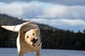 Labrador shaking the water off Royalty Free Stock Photo