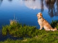 Labrador sitting on a river bank