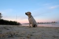 Labrador is sitting on the sand near the river. Royalty Free Stock Photo