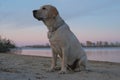 Labrador is sitting on the sand near the river. Royalty Free Stock Photo