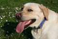 Labrador Smiling