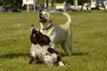 Labrador and Spaniel. Dogs play with each other. Merry fuss puppies. Young dog education, cynology, intensive training of dogs.