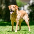 Labrador standing with drool or saliva coming from its mouth on a sunny day