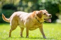 Labrador standing on grass looking up to the side on a sunny day