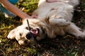 Labrador with stick in teeth Royalty Free Stock Photo