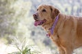 Labrador female dog sweet macro portrait fifty megapixels