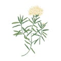 Labrador tea or wild rosemary flowers isolated on white background. Elegant drawing of fragrant wild plant or shrub used