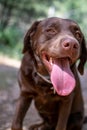 Labrador with tongue hanging out portrait Royalty Free Stock Photo