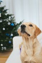 Labrador under Chrismas tree