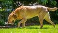 Labrador walking to the side over grass on a sunny day head down