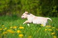 Running labrador puppy in a spring meadow Royalty Free Stock Photo