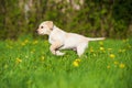 Running labrador puppy in a spring meadow Royalty Free Stock Photo