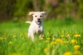 Running labrador puppy in a spring meadow Royalty Free Stock Photo