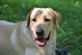 Yellow Labrador Retriever Dog