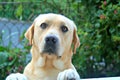 Labrador worried in garden