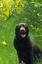 Labrador in Yellow Flower Field Royalty Free Stock Photo