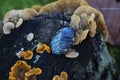 labradorite pendant on natural background