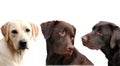 Labradors Royalty Free Stock Photo