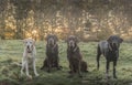 Four beautiful labradors