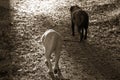 Two labradors walking on dirt path towards the light