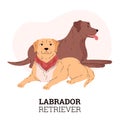 Labradors in sitting poses for vector flyer design. Royalty Free Stock Photo