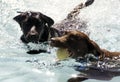 Labradors Swimming
