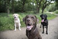 3 labradors