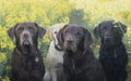 Labradors in the yellow fields