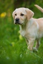 Standing labrador retriever puppy in a flower meadow Royalty Free Stock Photo