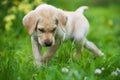 Standing labrador retriever puppy in a flower meadow Royalty Free Stock Photo