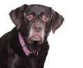 Labradro retriever in glasses. Royalty Free Stock Photo
