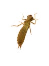 Labrum underside dragonfly insect nymph Royalty Free Stock Photo