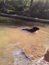 Labs love water