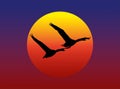 Swans flying against the setting sun. Royalty Free Stock Photo