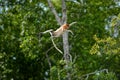 Labuk Bay Proboscis Monkey Sanctuary Royalty Free Stock Photo