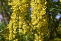 Laburnum anagyroides in bloom