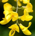 Laburnum anagyroides, Common laburnum, Golden chain