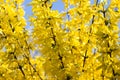 Laburnum Anagyroides - golden rain Royalty Free Stock Photo