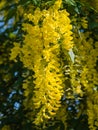 Laburnum anagyroides or golden rain plant Royalty Free Stock Photo
