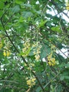 Laburnum anagyroides ornamental yellow shrub branches in bloom against.