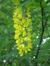Laburnum anagyroides ornamental yellow shrub branches in bloom against.