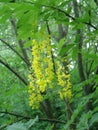 Laburnum anagyroides ornamental yellow shrub branches in bloom against.