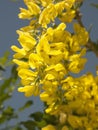 Laburnum anagyroides shrub in bloom Royalty Free Stock Photo