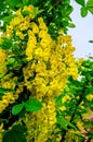 Laburnum anagyroides yellow flowers. Blossoming yellow acacia with leaves on green background. Acacia flowers on long Royalty Free Stock Photo