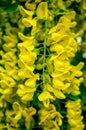 Laburnum anagyroides yellow flowers. Blossoming yellow acacia with leaves on green background. Acacia flowers on long branch. Royalty Free Stock Photo